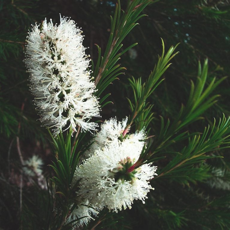 tea-tree-melaleuca-alternifolia-celestial-body-inc