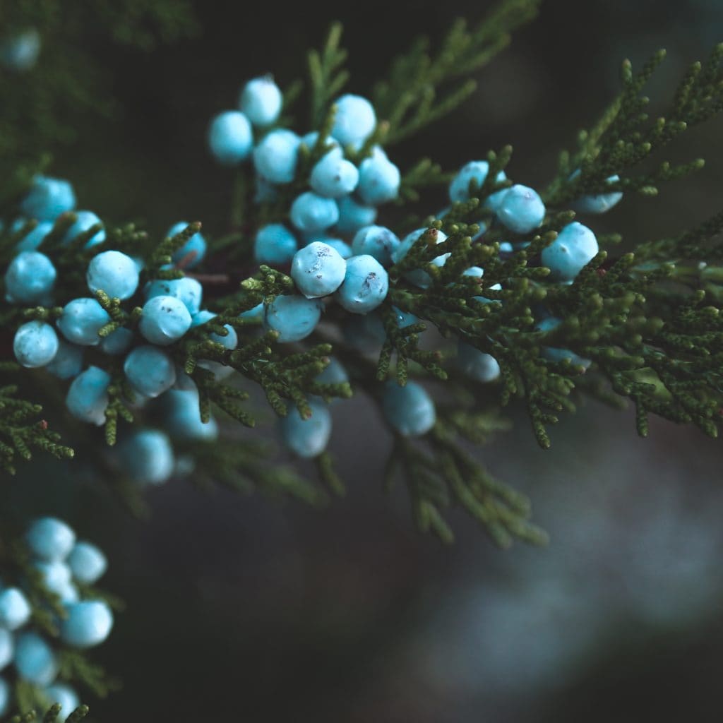 Juniper Essential Oil (Juniperus communis) Celestial Body